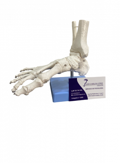 foot